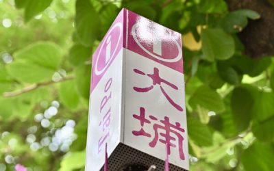 大埔浸信會公立學校校舍安排公布