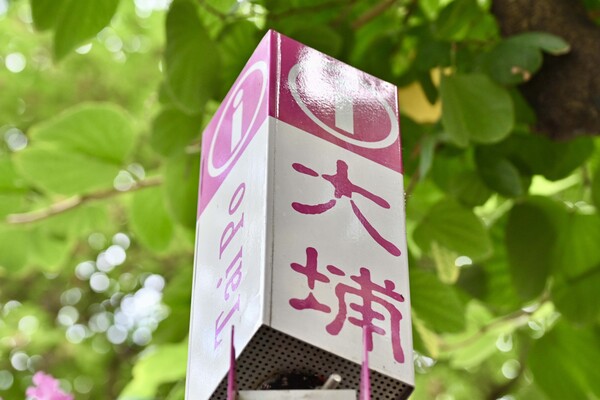 大埔浸信會公立學校校舍安排公布